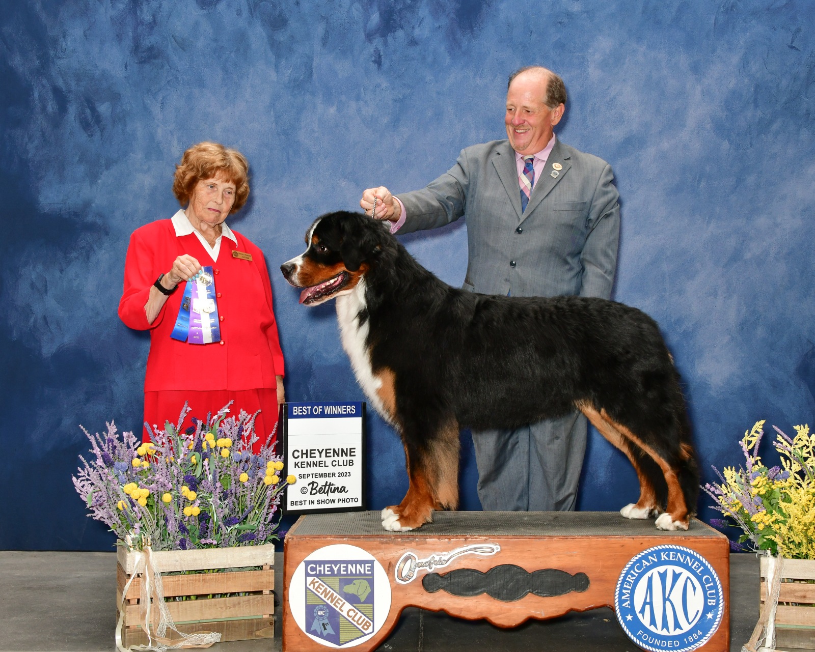 Remy at 2 years stacked for a Best of Winners show photograph with his handler and judge