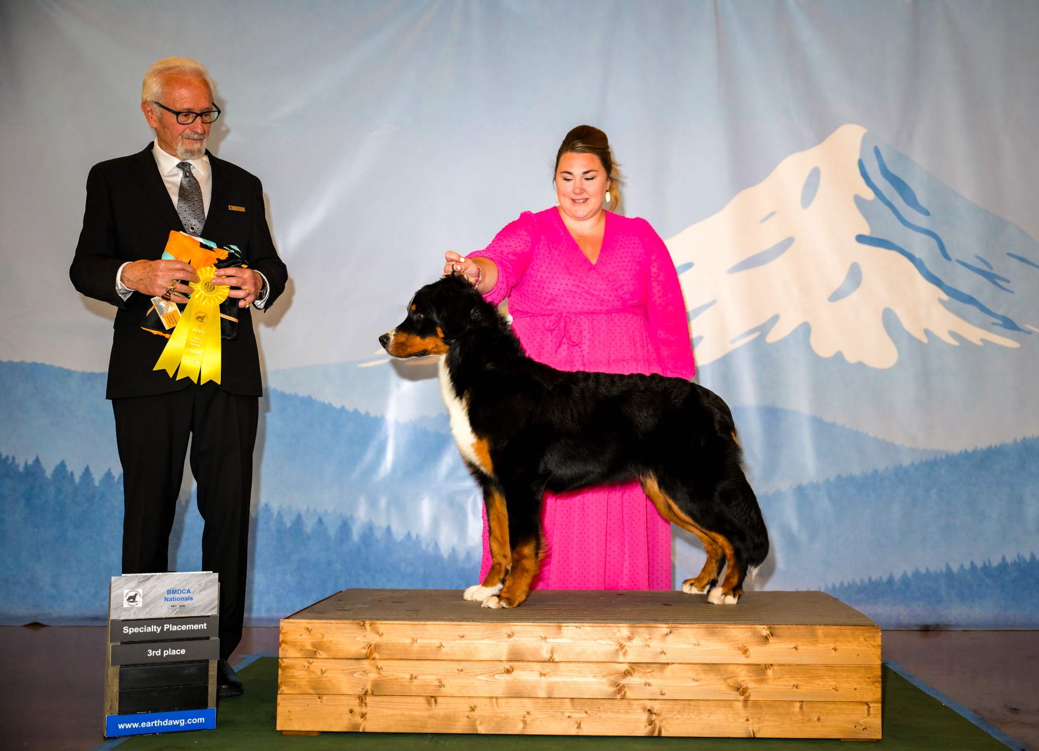 Nyssa stacked after placing third in the 6-to-9-month bitch class at the BMDCA National Specialty