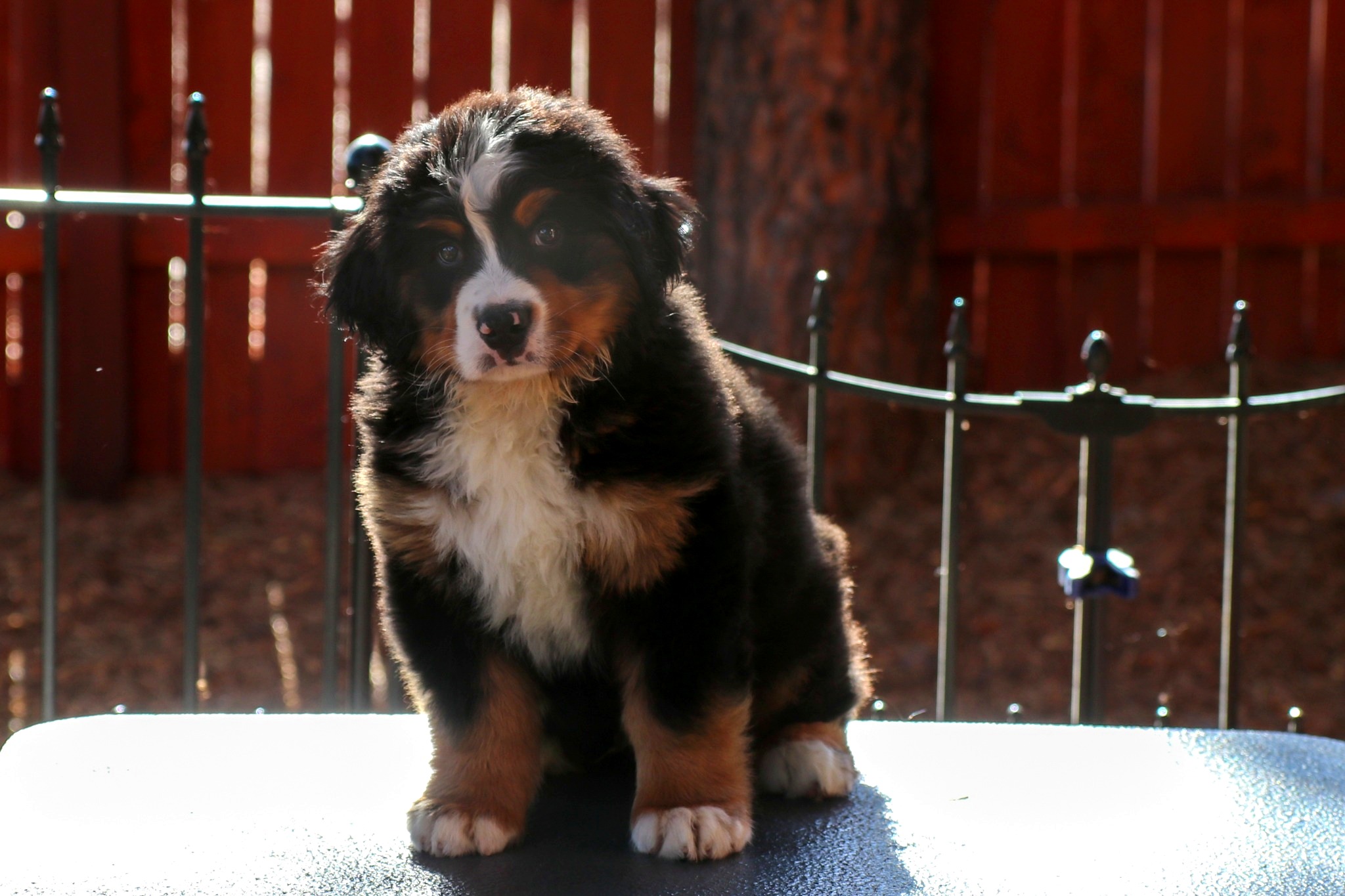 Remy at 8 weeks standing on a grooming table and looking at the camera