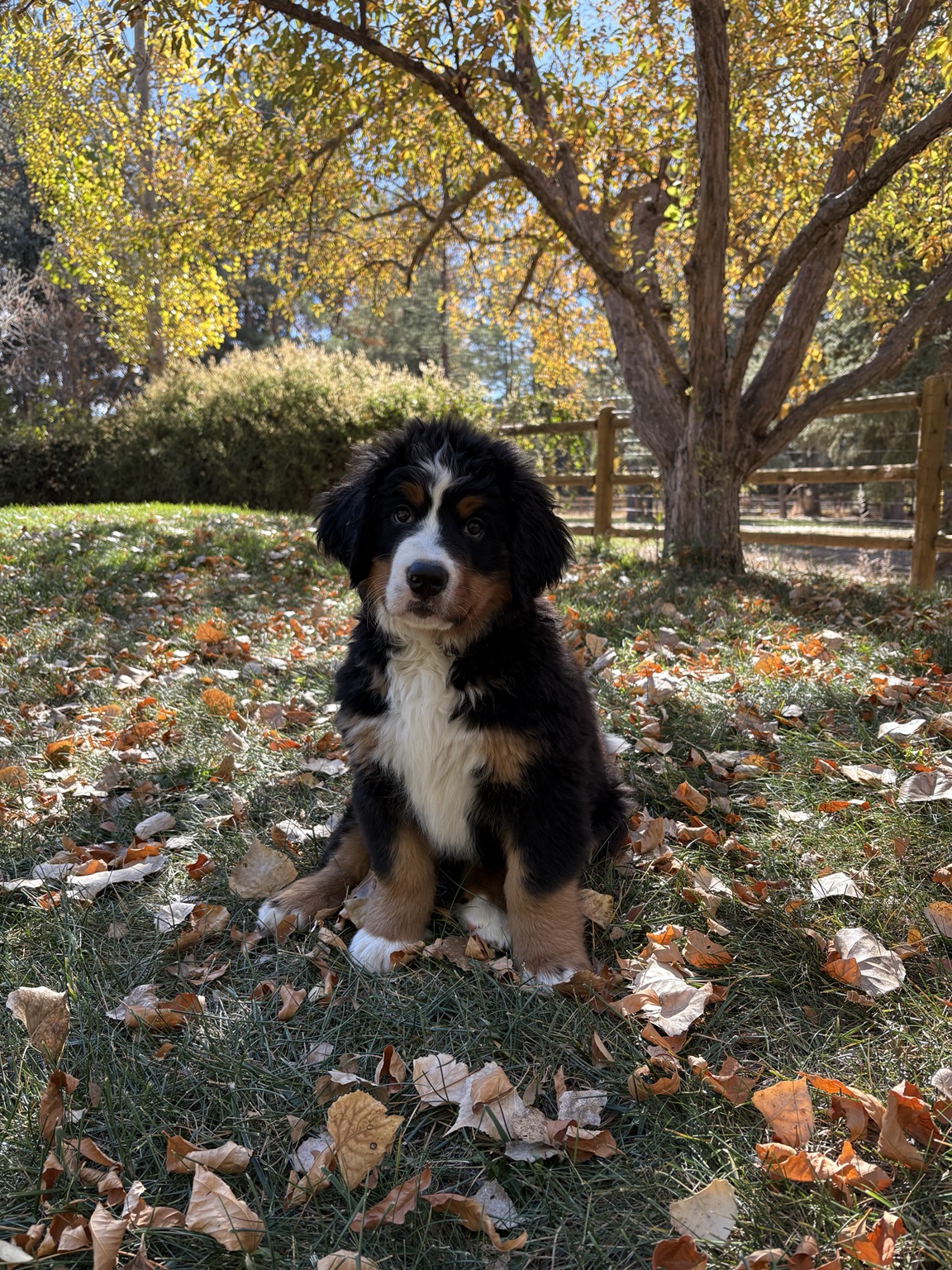 Nyssa at 3 months sitting beneath a tree among autumn leaves