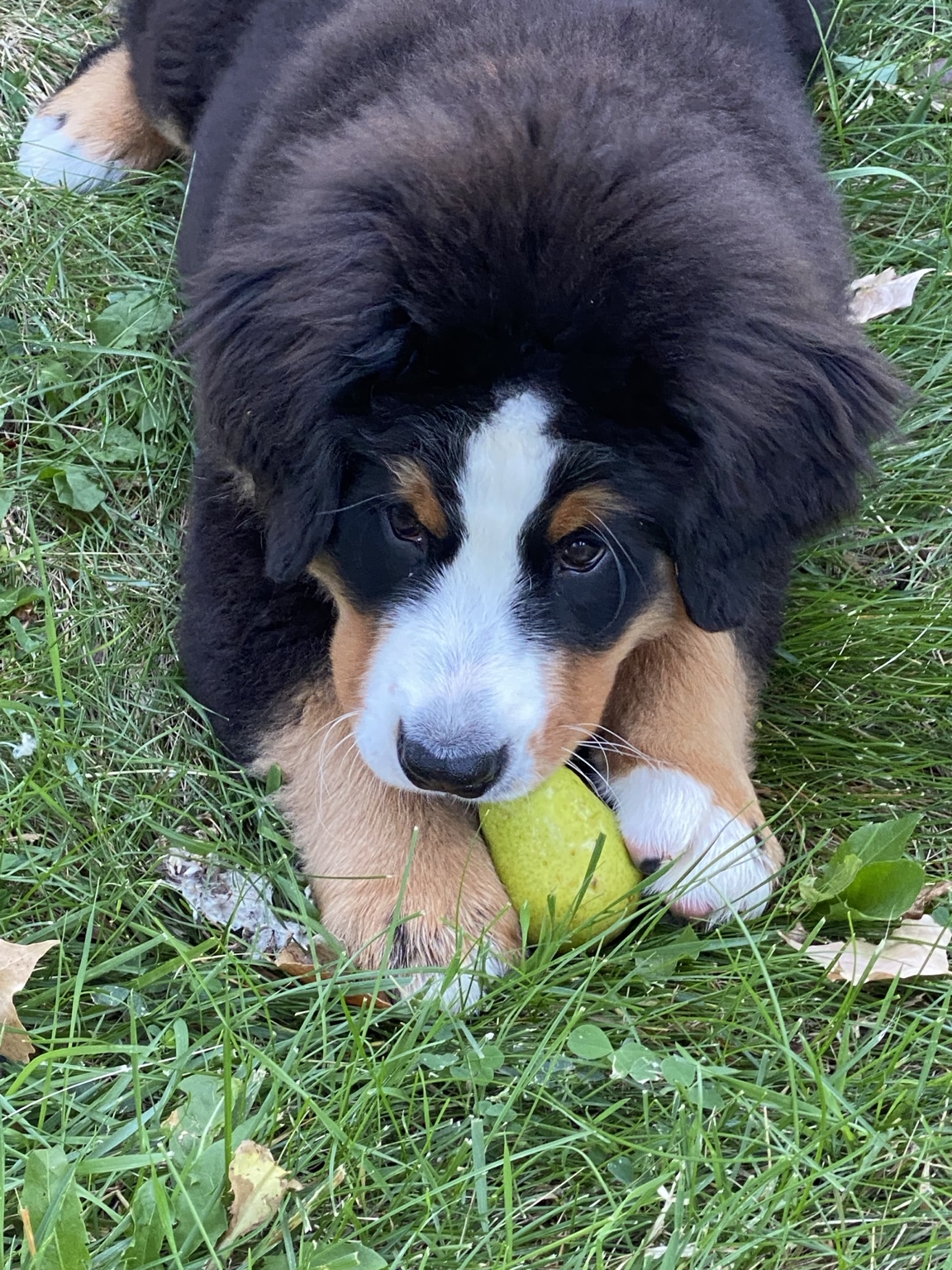 Ella at 3 months lying in the grass with a pear