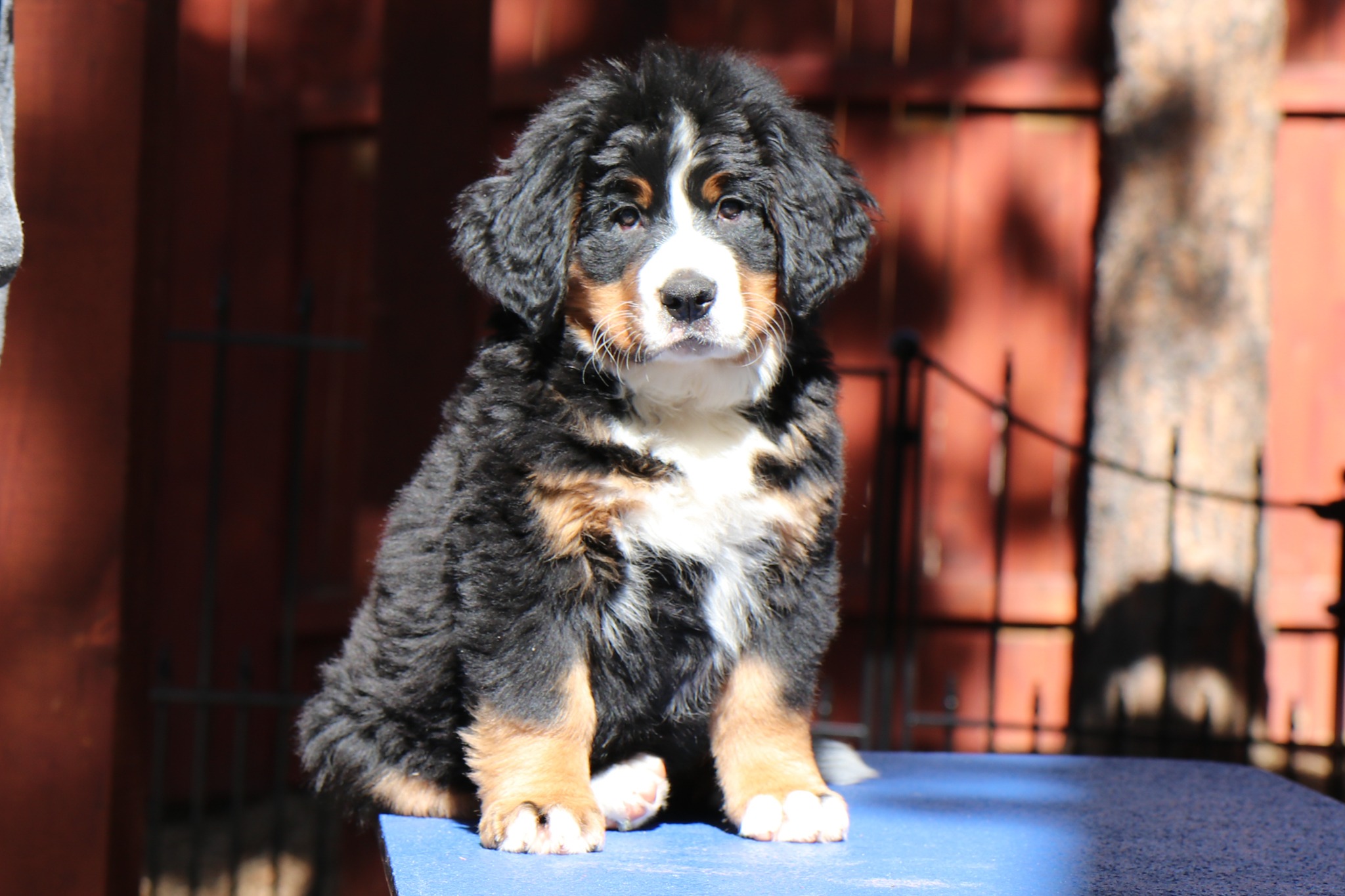 Maze at 8 weeks sitting on a grooming table and looking at the camera