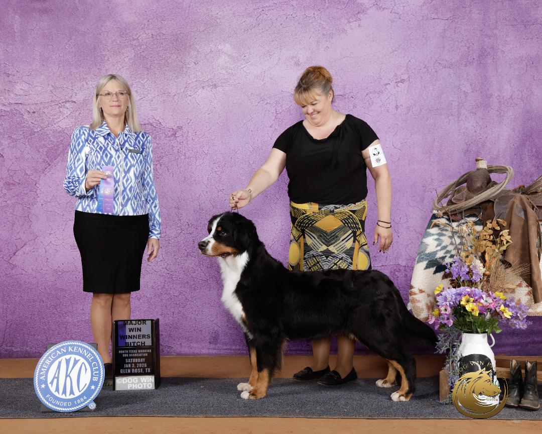 Gypsy posed for her Winners Bitch first major show photograph
