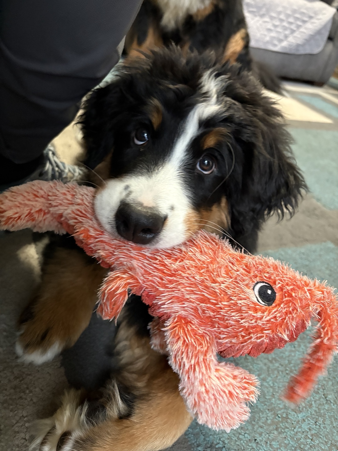 Sameen at 3 months holding a red plush toy