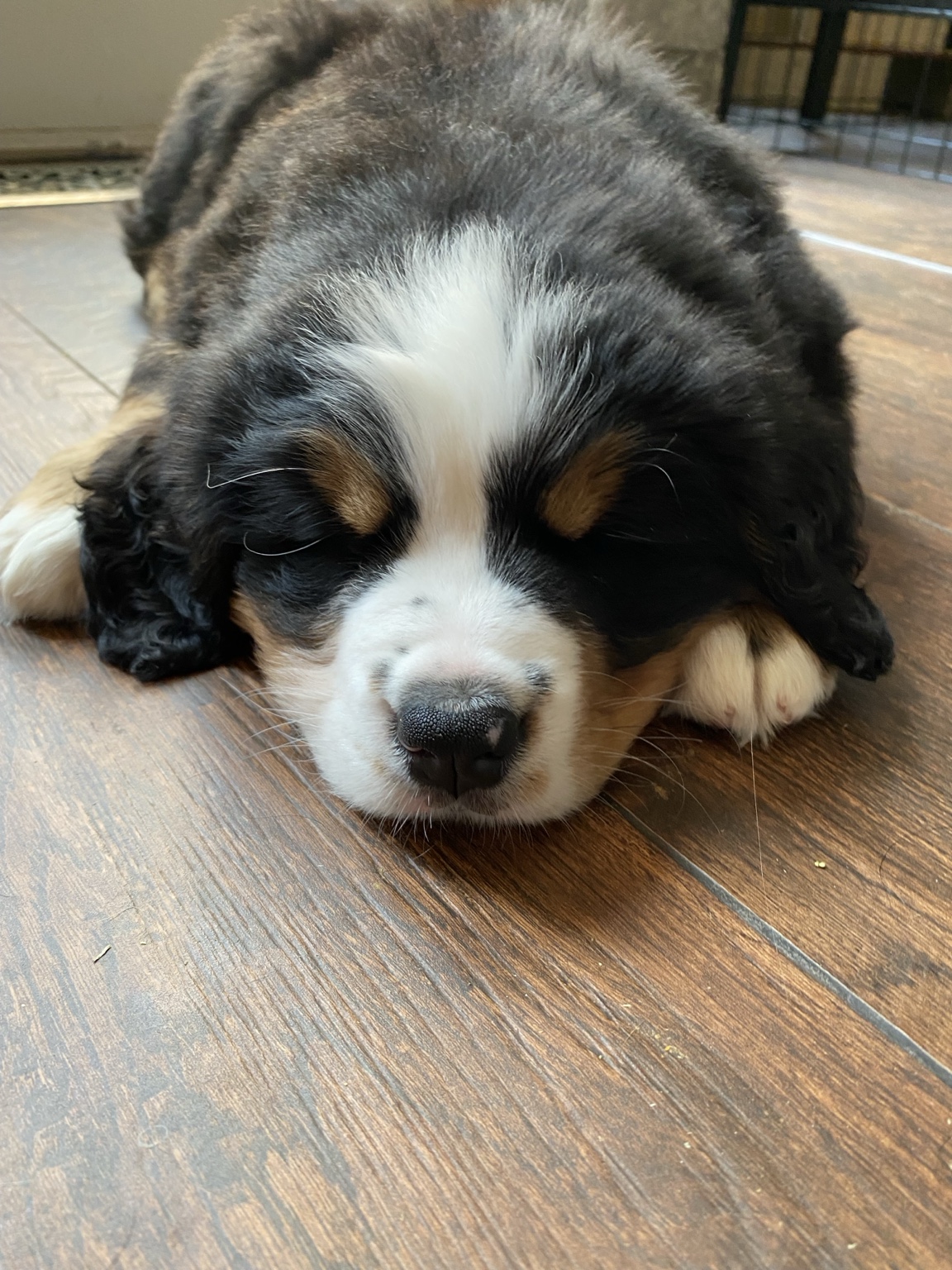 Gypsy at 8 weeks sleeping on the floor