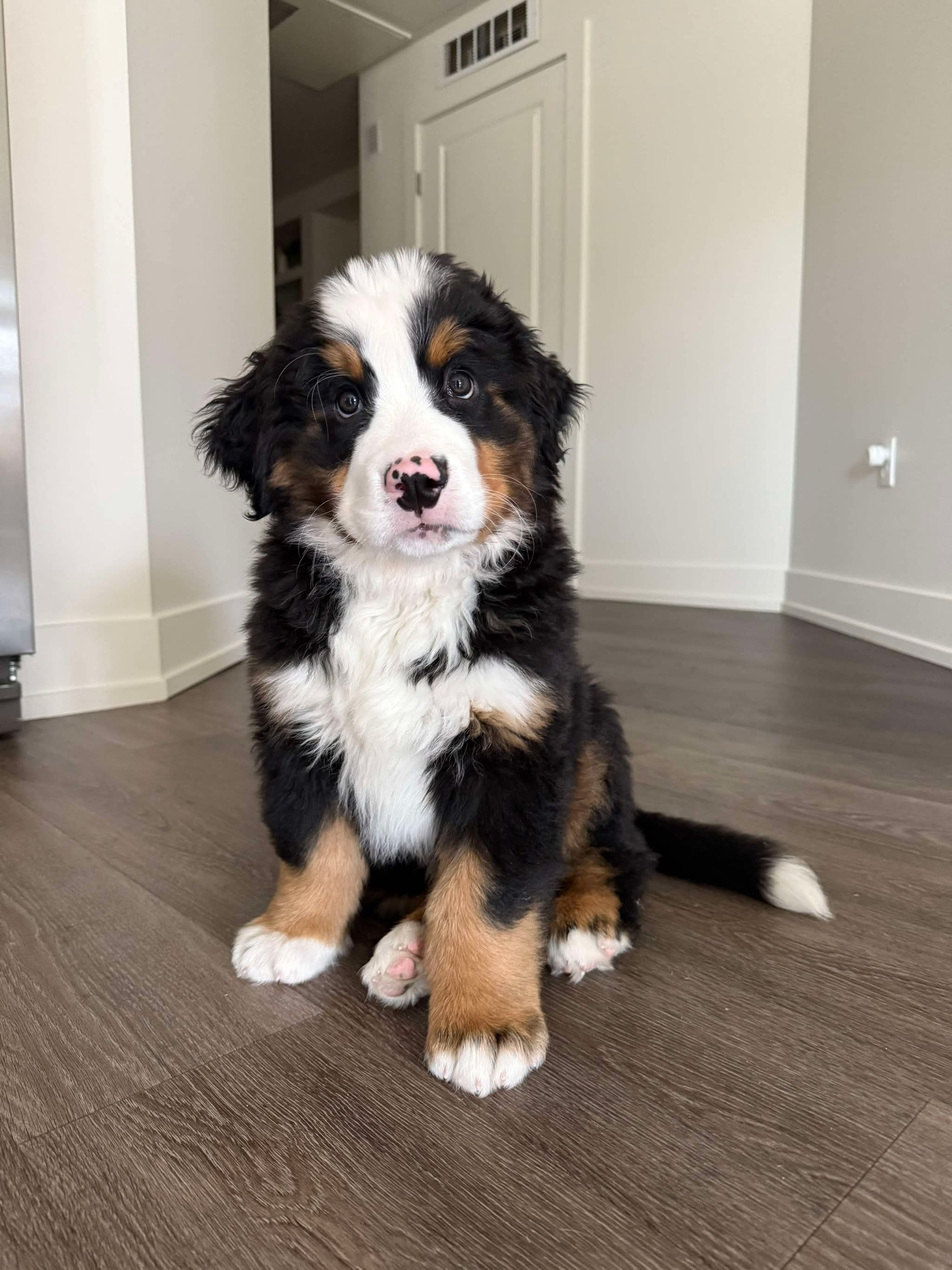Asher at 3 months sitting indoors and looking at the camera