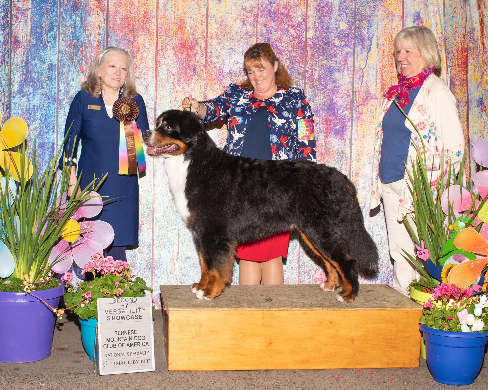 Zander posed at the Bernese Mountain Dog Club of America National Specialty versatility competition