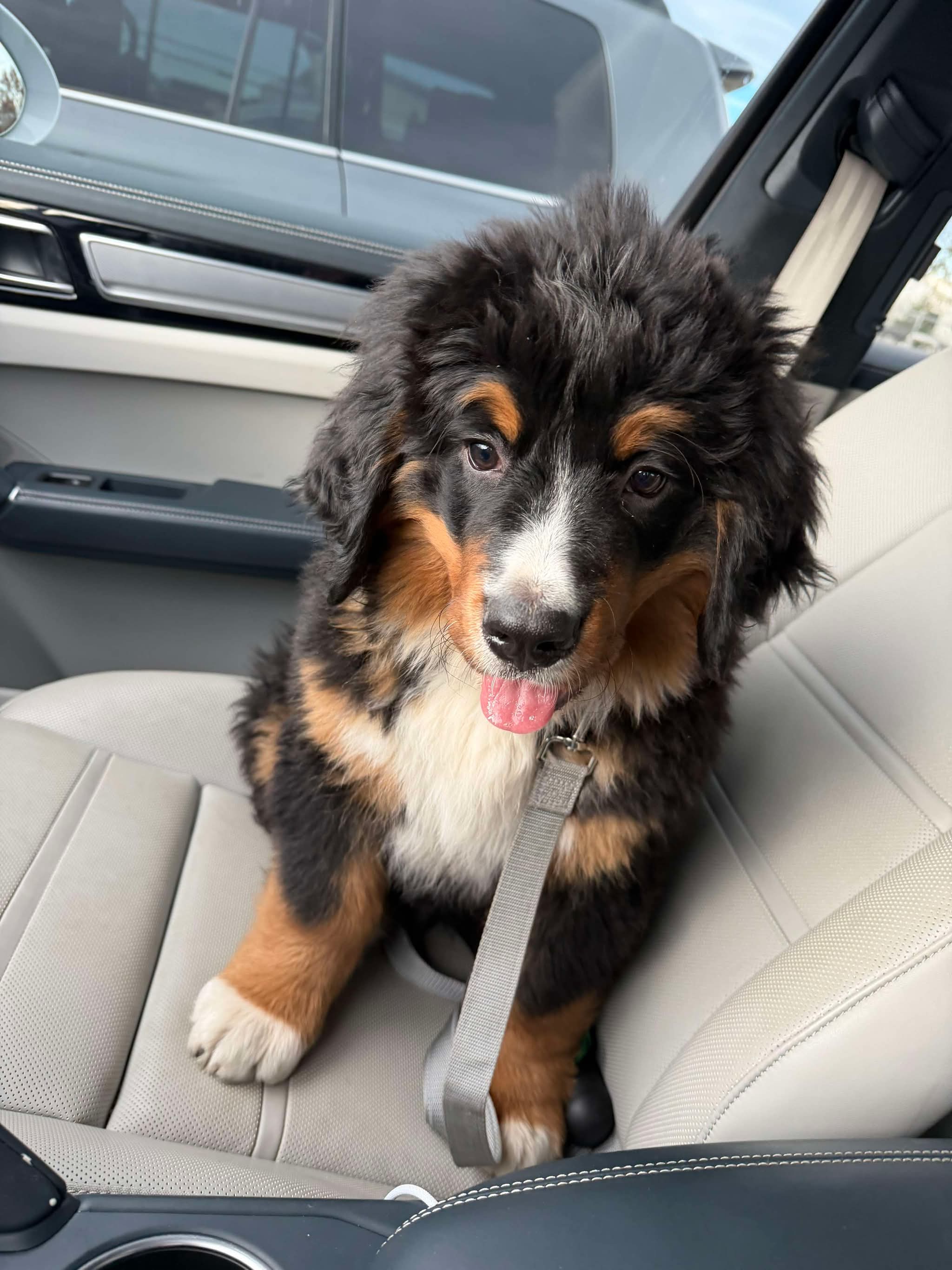 Wilder at 8 weeks sitting in a car seat and looking at the camera