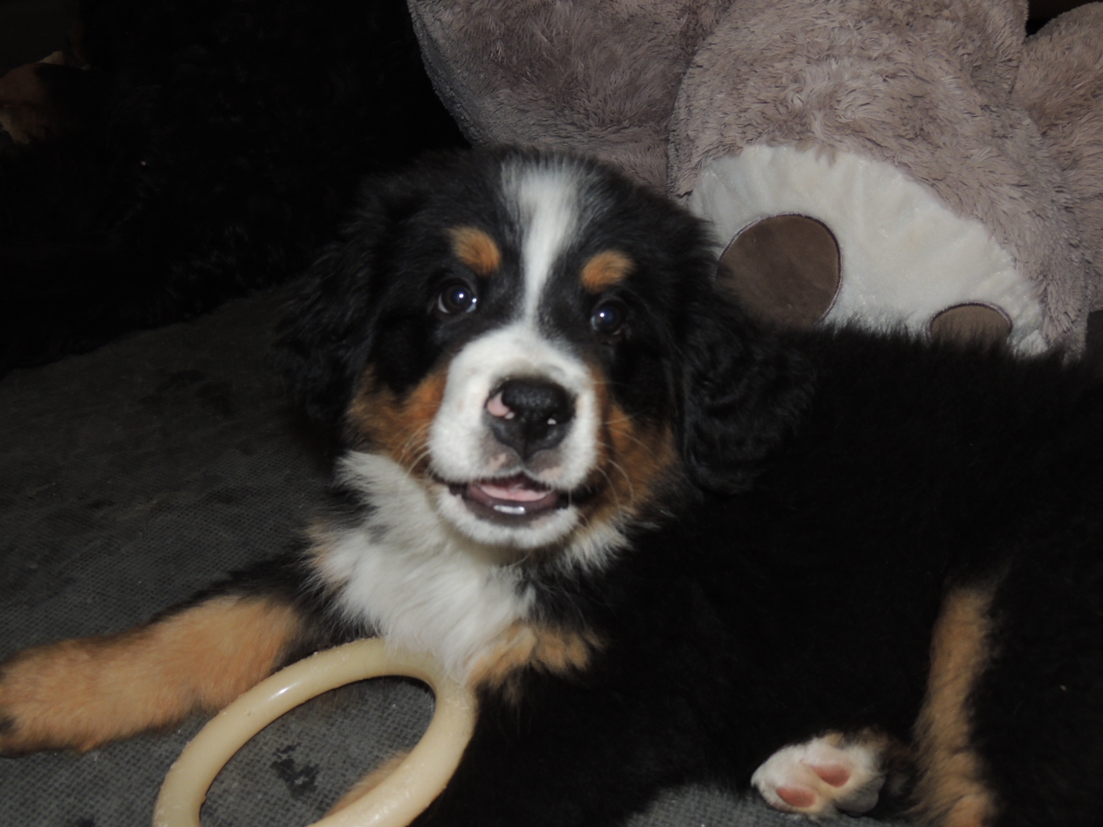 Zander at 8 weeks lying with his toys and looking at the camera