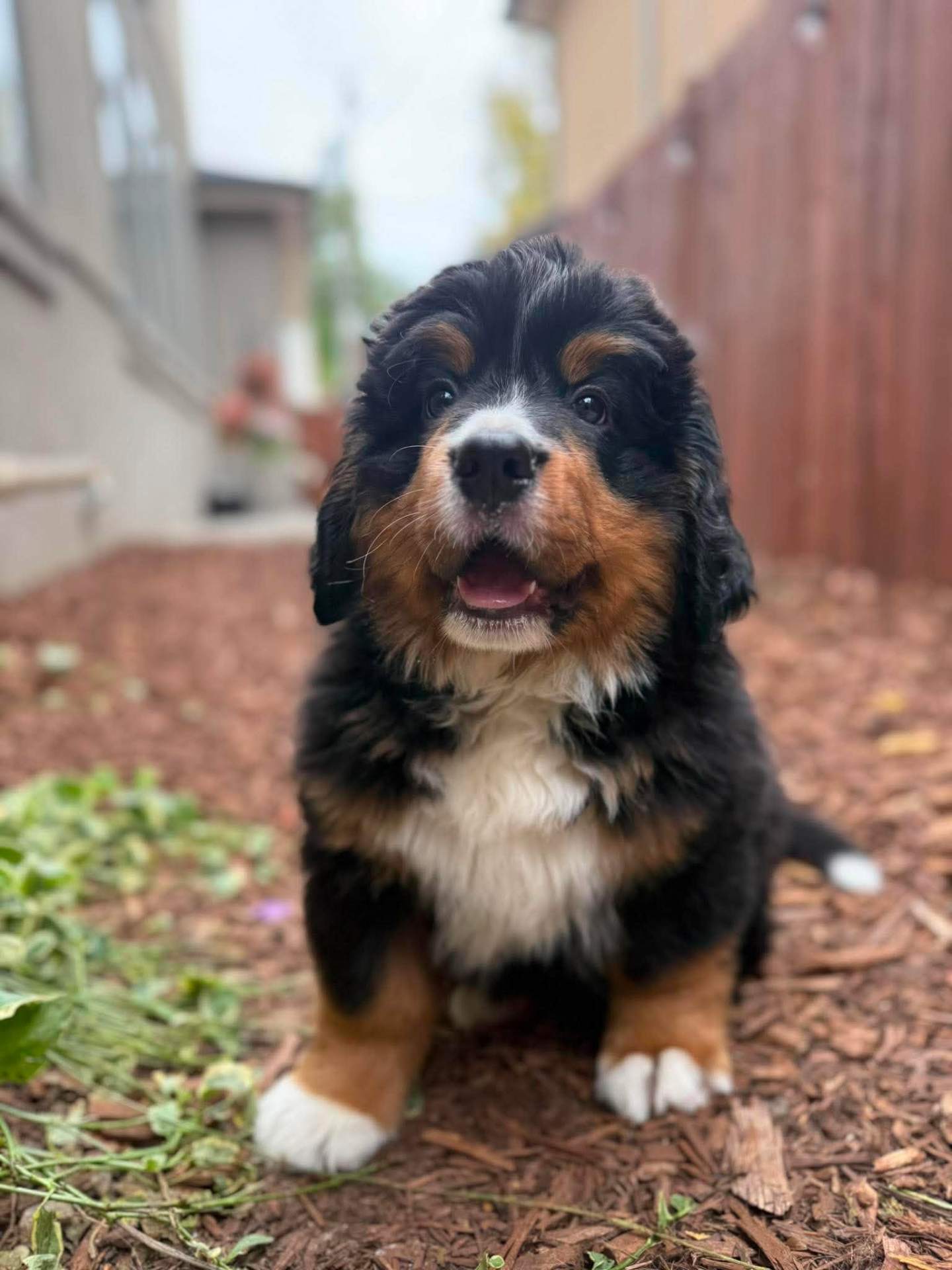 Wilder at 8 weeks sitting in a car seat and looking at the camera